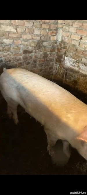 Porc  Scroafa cu 4 purcei - imagine 3