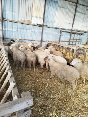 Oi de vînzare  cu miei - imagine 3