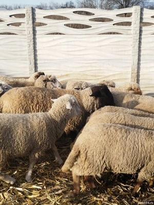 Oi de vînzare  cu miei