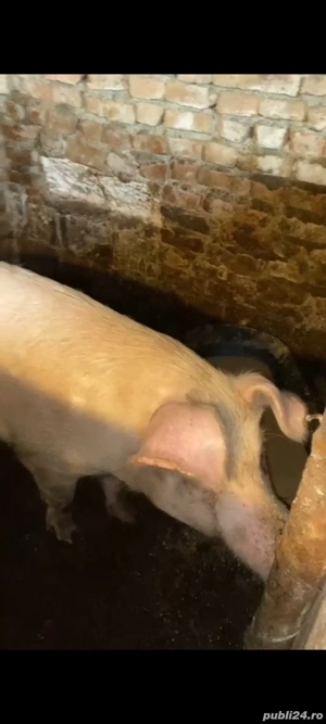 Porc  Scroafa cu 4 purcei - imagine 4