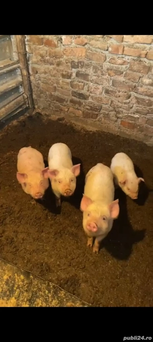 Porc  Scroafa cu 4 purcei - imagine 5