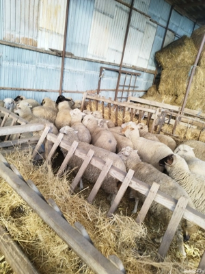 Oi de vînzare  cu miei - imagine 4