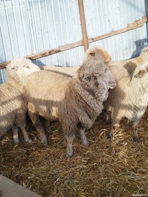 Oi de vînzare  cu miei - imagine 2