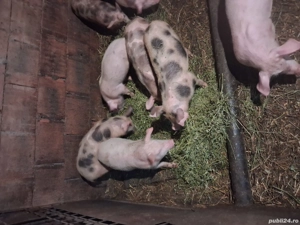 vand purcei de rasa cu greutate intre25 si 30 kg