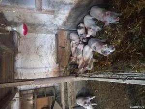 vand purcei  - imagine 3