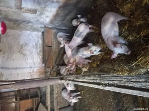 vand purcei  - imagine 4