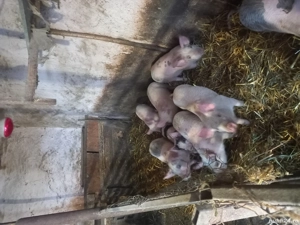 vand purcei  - imagine 2