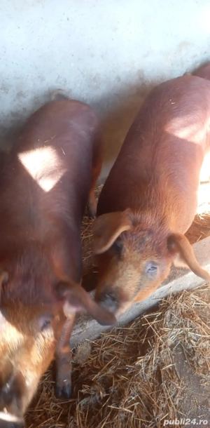 Scrofițe duroc pentru reproducere  - imagine 3