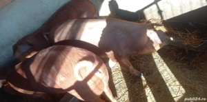 Scrofițe duroc pentru reproducere  - imagine 4