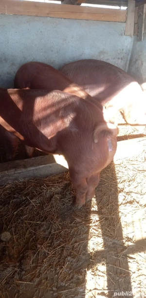 Scrofițe duroc pentru reproducere 