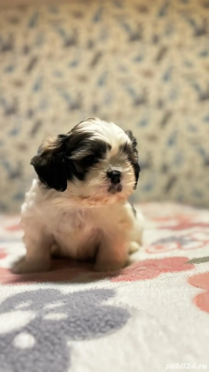 pui shih tzu 2 luni - imagine 4