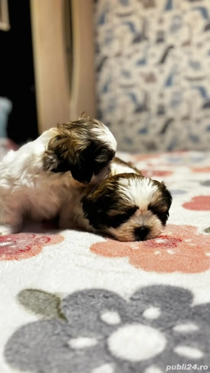 pui shih tzu 2 luni