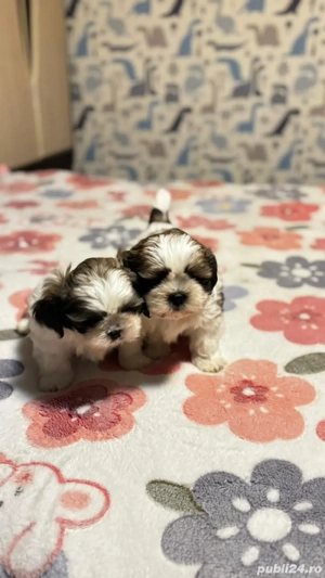 pui shih tzu 2 luni - imagine 3
