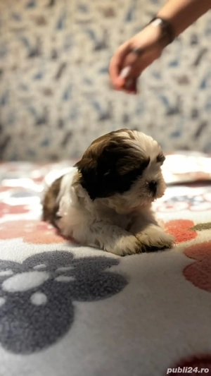 pui shih tzu 2 luni - imagine 5