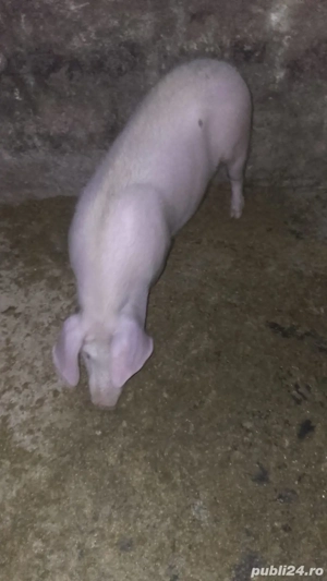 Purcea de vânzare 750 lei 