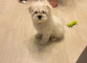 Pui Bichon Maltez mini toy fetița 3 luni 