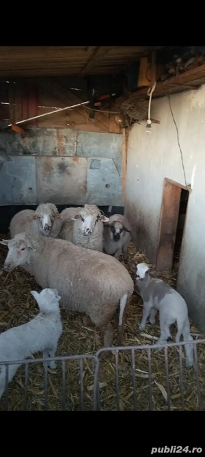 Oii cu miei de vânzare 