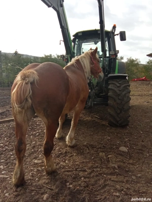 Vând o iapă și un mânz 