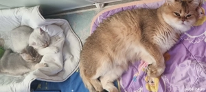 British shorthait  - imagine 6