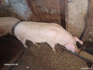 Porci de vanzare 