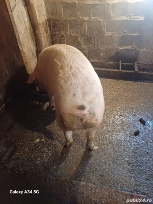 Porci de vanzare  - imagine 2