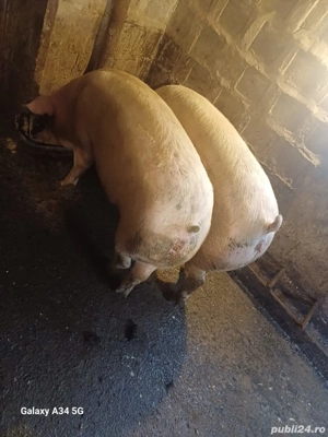 Porci de vanzare  - imagine 3