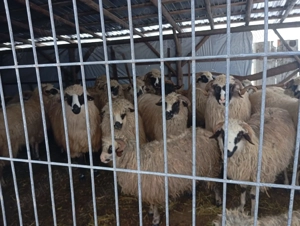 Vând oi la prima și a doua fătare! - imagine 3