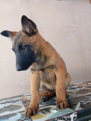 Am rămas singurel si imi caut o familie. - imagine 2