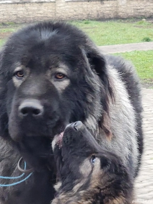 Mascul Caucasian  - imagine 4