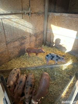 vand purcei  - imagine 2