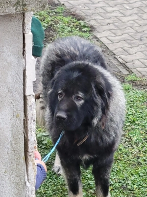 Mascul Caucasian  - imagine 2