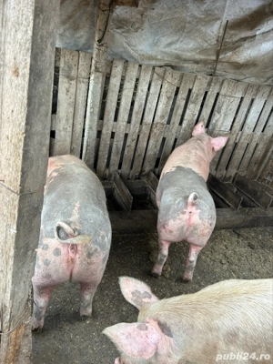 Vand un porc in jur de 180 kg 
