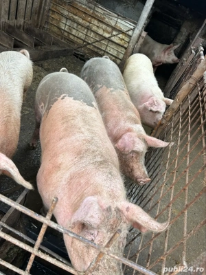 Vand un porc in jur de 180 kg  - imagine 2