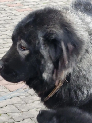 Mascul Caucasian  - imagine 6