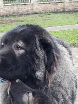 Mascul Caucasian  - imagine 5