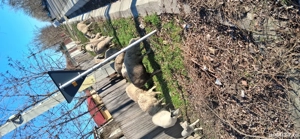 Vând 8 oi tinere gestante se cunosc bine de miel se afla în județul Brăila sat lanurile preț 50  - imagine 4