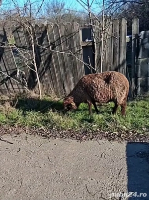 Vând 8 oi tinere gestante se cunosc bine de miel se afla în județul Brăila sat lanurile preț 50 