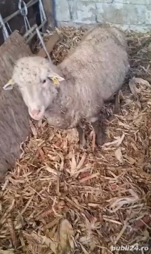 Vând 8 oi tinere gestante se cunosc bine de miel se afla în județul Brăila sat lanurile preț 50  - imagine 2