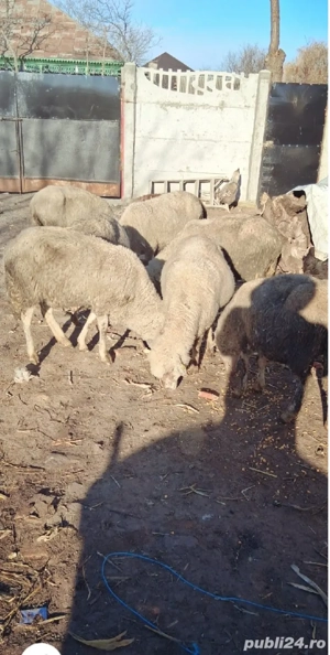 Vând 8 oi tinere gestante se cunosc bine de miel se afla în județul Brăila sat lanurile preț 50  - imagine 3