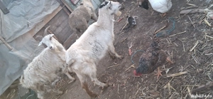 Vând 2 capre tinere gestante bune de lapte la preț de 4 milioane bucata 