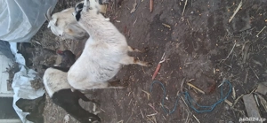 Vând 2 capre tinere gestante bune de lapte la preț de 4 milioane bucata  - imagine 3