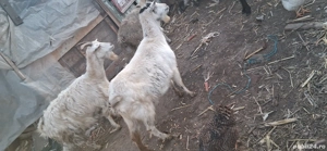 Vând 2 capre tinere gestante bune de lapte la preț de 4 milioane bucata  - imagine 2