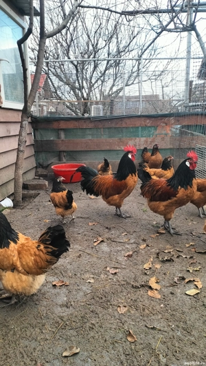 vand ouă din rasa Vorverk 