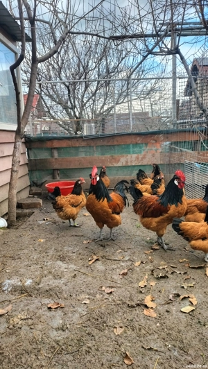 vand ouă din rasa Vorverk  - imagine 5