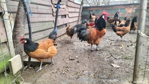 vand ouă din rasa Vorverk  - imagine 2