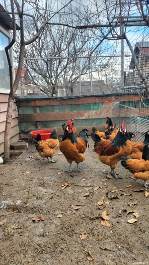 vand ouă din rasa Vorverk  - imagine 4