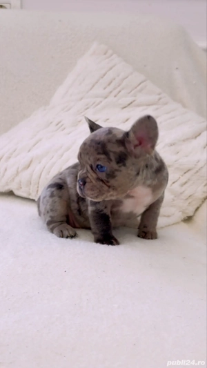 Bulldog Francez Blue Merle - imagine 2