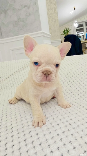 Bulldog Francez Platinum Pink si Cream - imagine 2