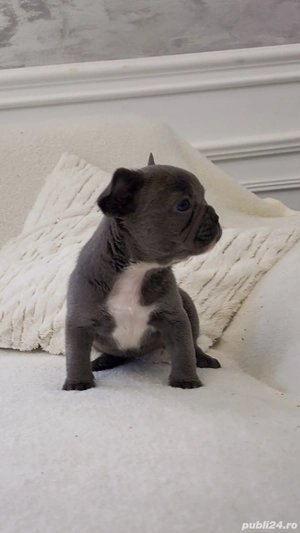 Bulldog francez Blue  - imagine 2