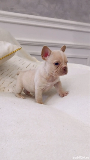 Bulldog francez Platinum baiat